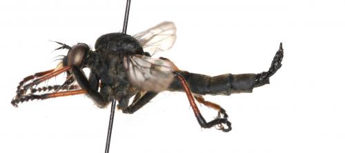 Neoitamus cyanurus